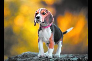 Memorias de Mascotas Sin datos  Memorias de Mascotas | RAMBO
